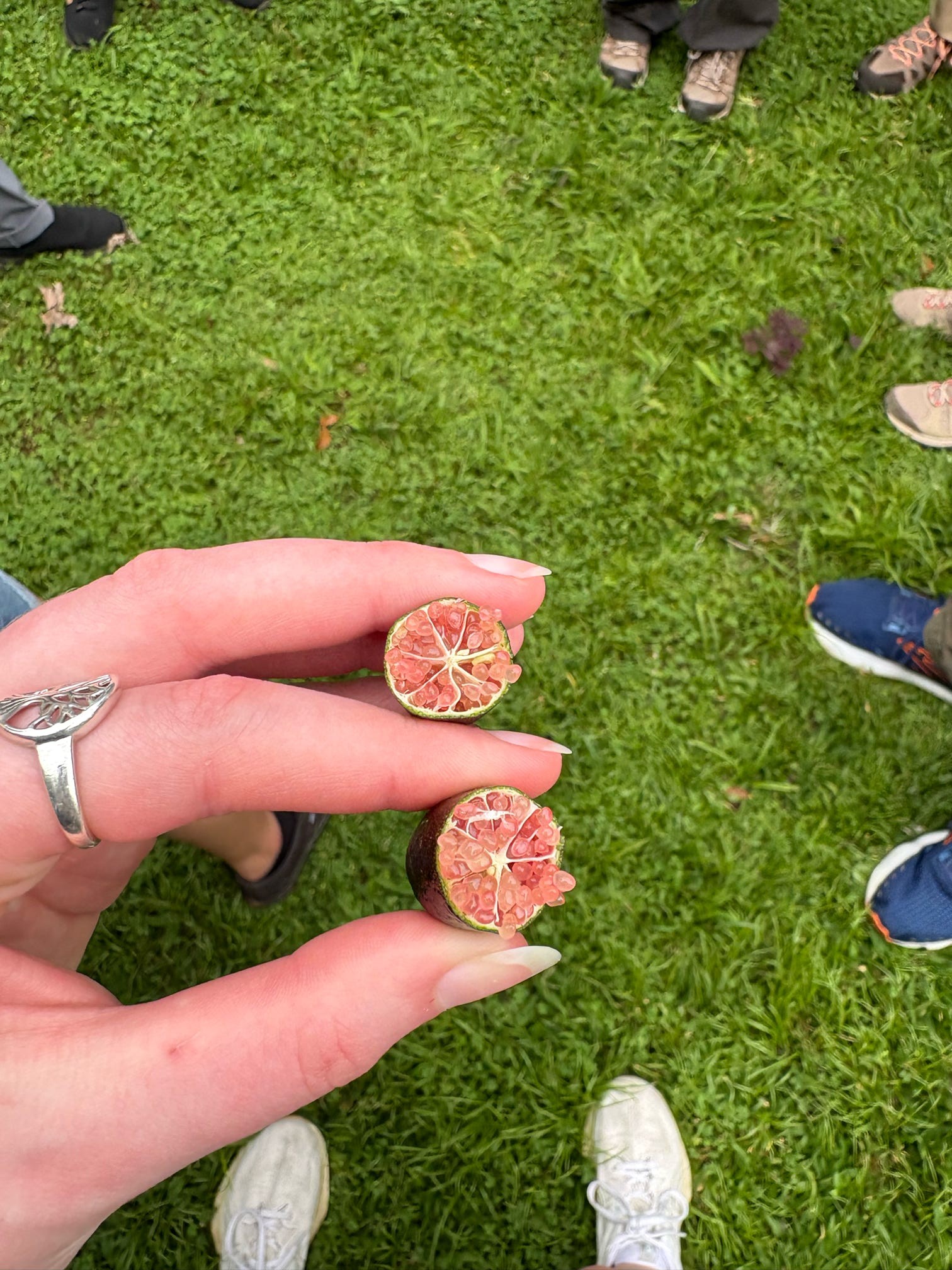 Photo 15 - pink limes.jpeg